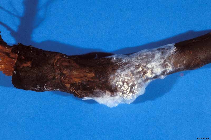 How to Identify, Treat, and Prevent Common Apple Diseases