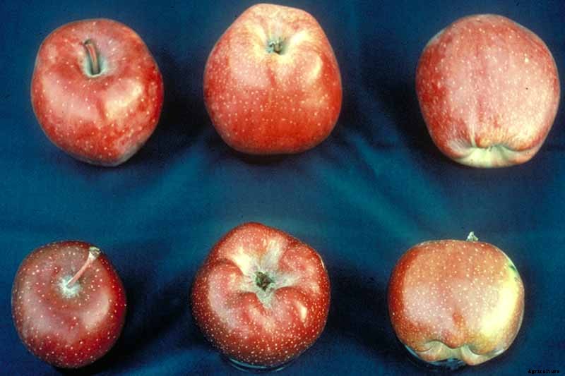 How to Identify, Treat, and Prevent Common Apple Diseases