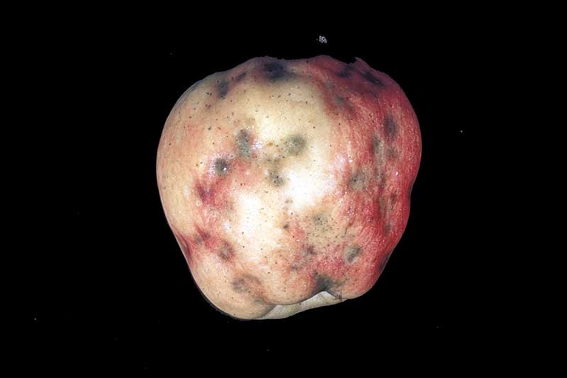 How to Identify, Treat, and Prevent Common Apple Diseases