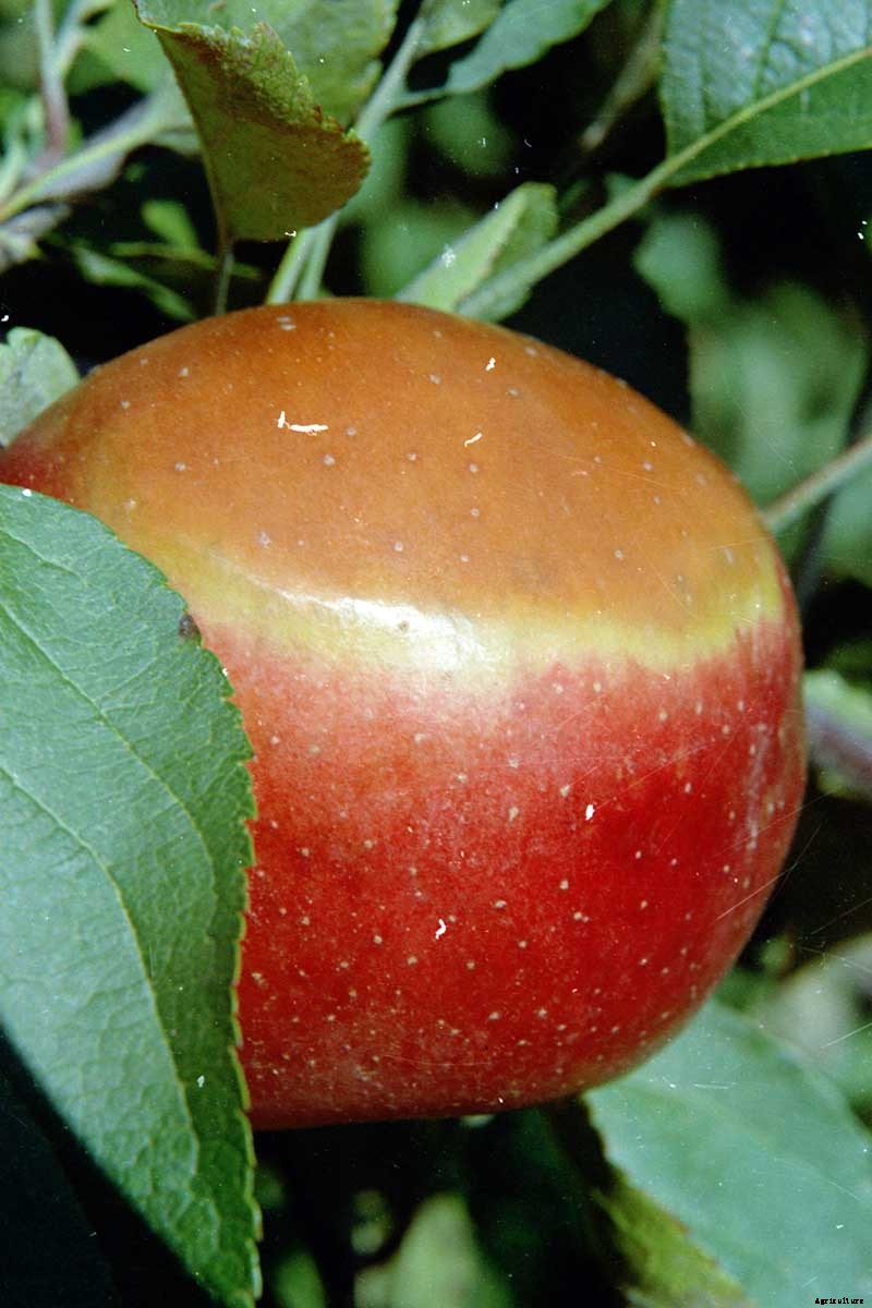 How to Identify, Treat, and Prevent Common Apple Diseases