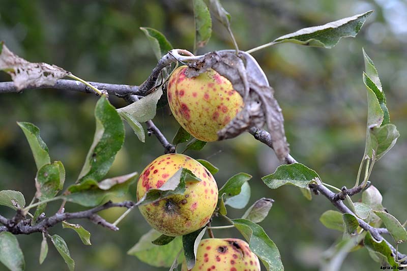 How to Identify, Treat, and Prevent Common Apple Diseases