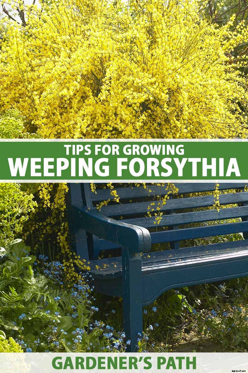 Tips for Growing Weeping Forsythia