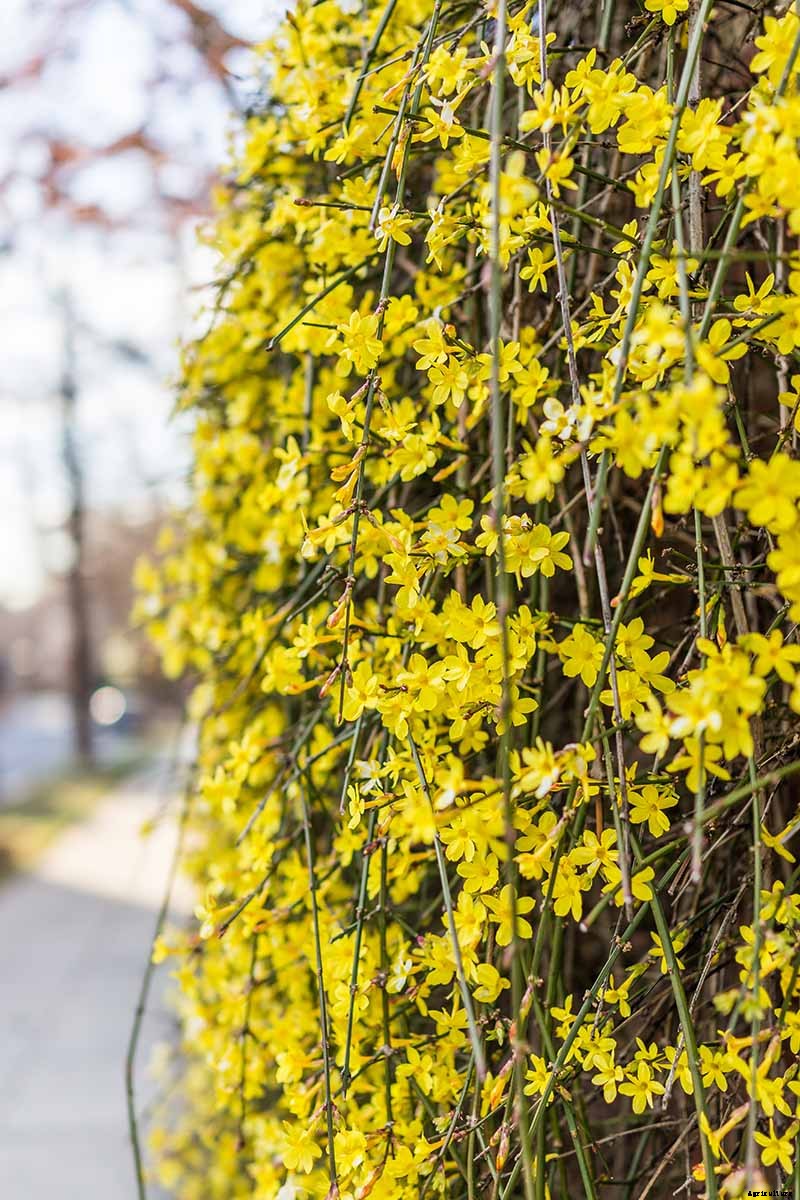 Tips for Growing Weeping Forsythia