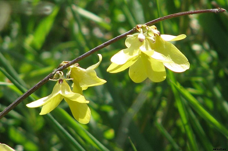 Tips for Growing Weeping Forsythia