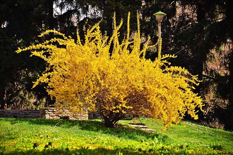 Tips for Growing Weeping Forsythia