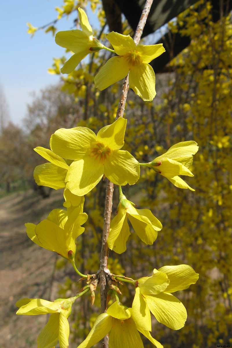 Tips for Growing Weeping Forsythia