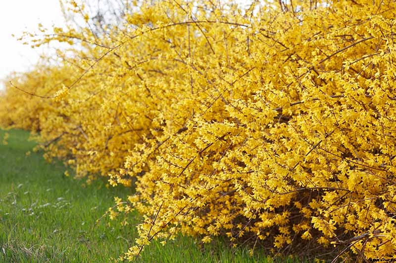 Tips for Growing Weeping Forsythia