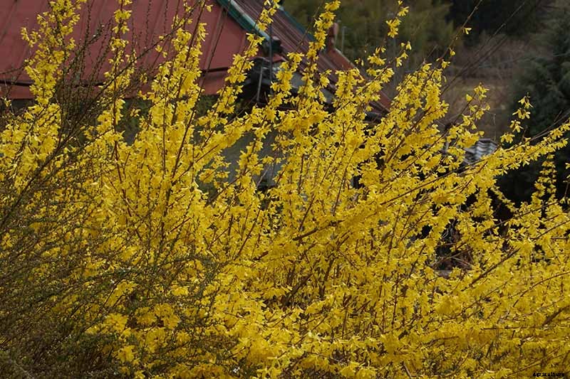 Tips for Growing Weeping Forsythia