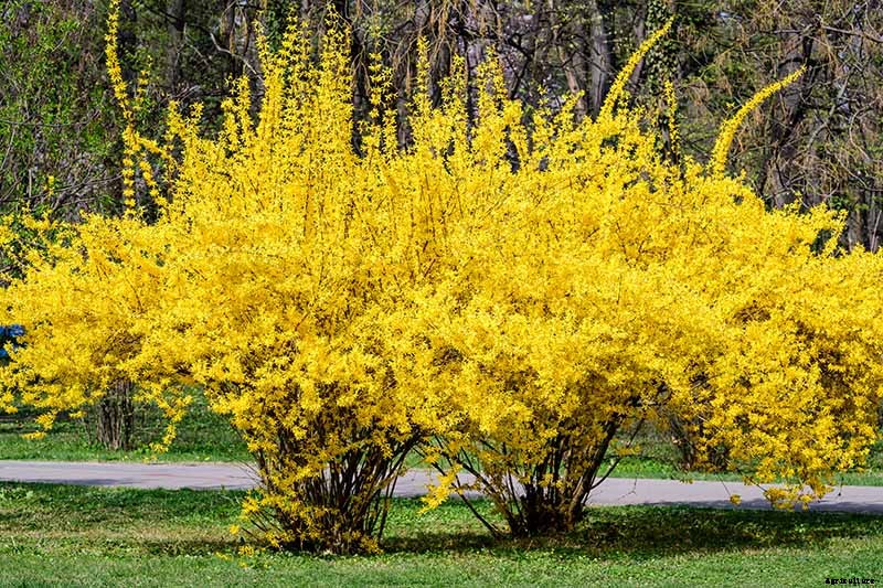 Tips for Growing Weeping Forsythia