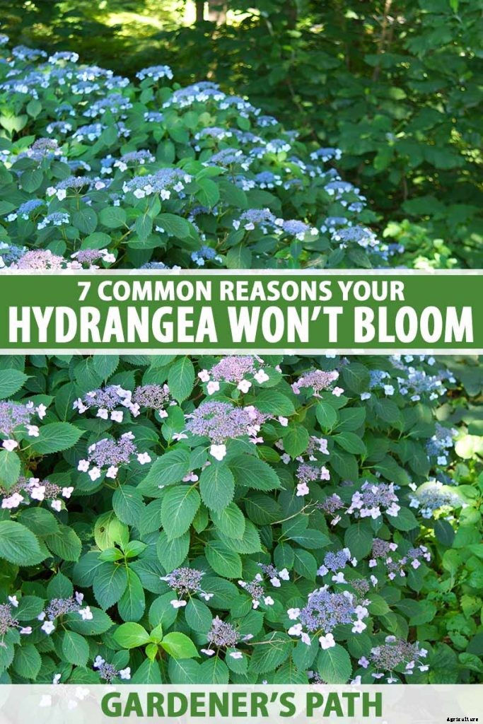 7 Reasons Why Your Hydrangea May Not Bloom
