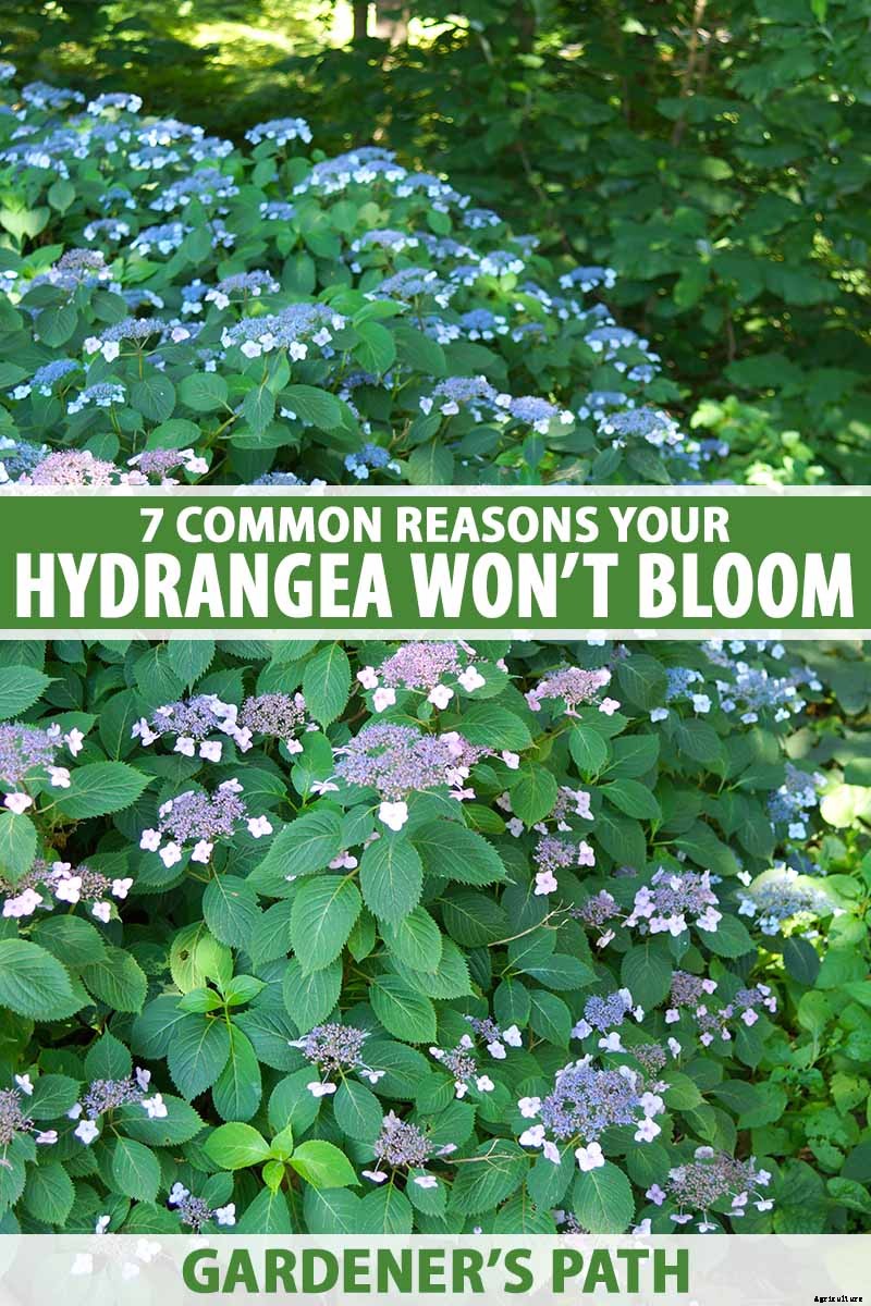7 Reasons Why Your Hydrangea May Not Bloom