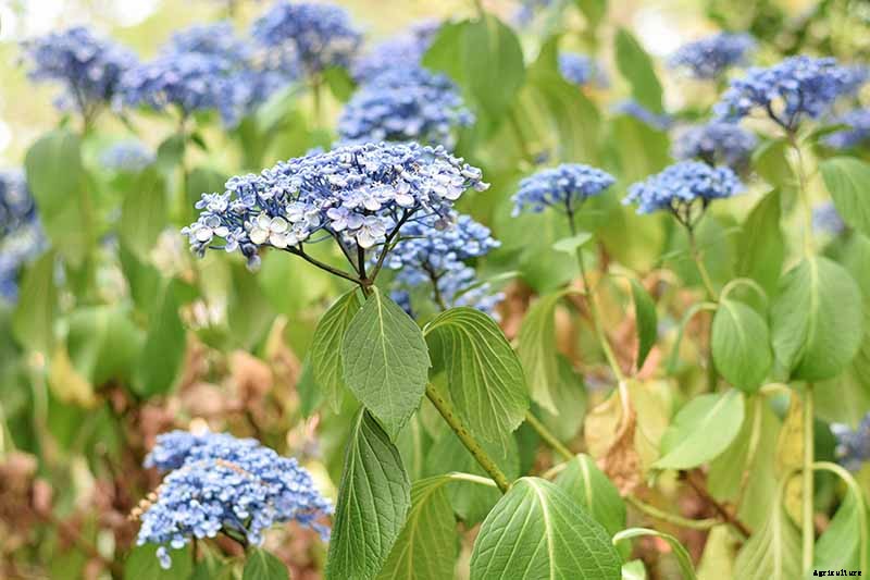7 Reasons Why Your Hydrangea May Not Bloom