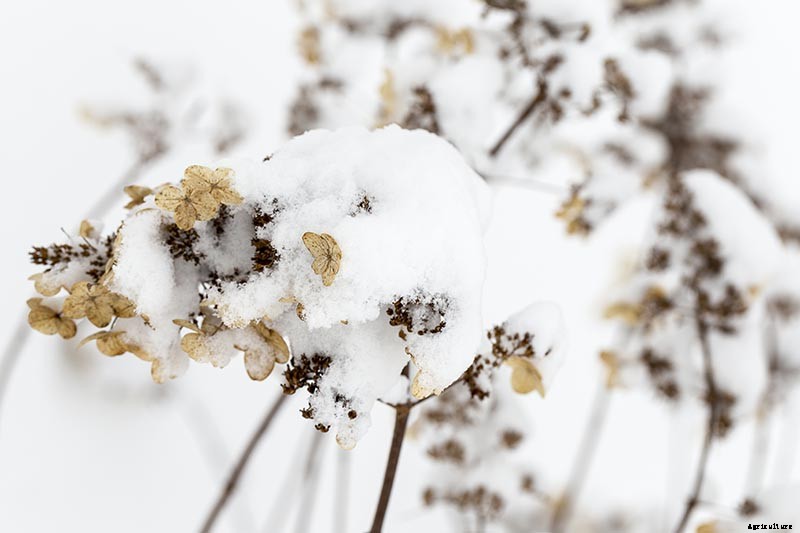 7 Reasons Why Your Hydrangea May Not Bloom