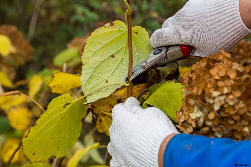 7 Reasons Why Your Hydrangea May Not Bloom