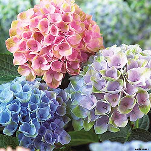 7 Reasons Why Your Hydrangea May Not Bloom
