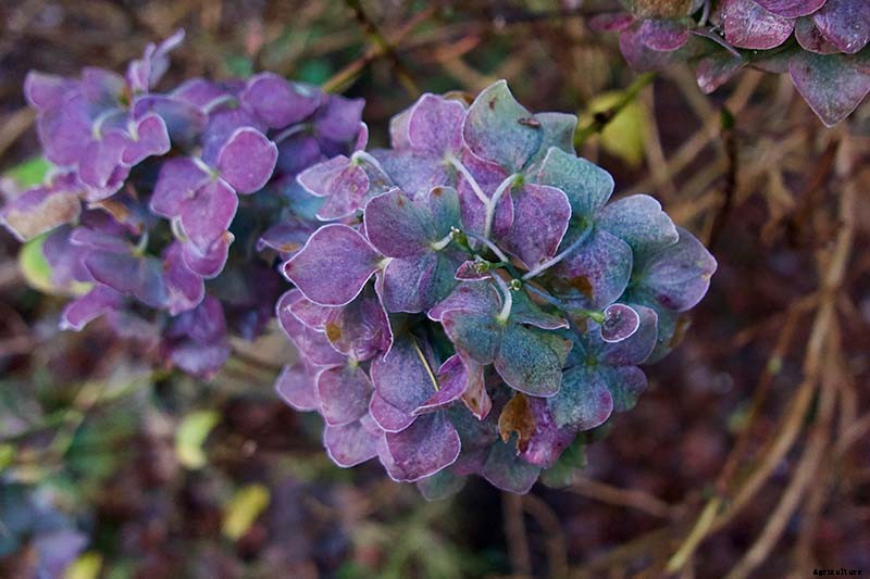 7 Reasons Why Your Hydrangea May Not Bloom