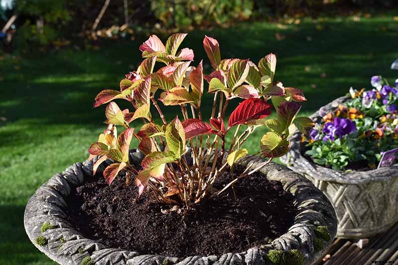 7 Reasons Why Your Hydrangea May Not Bloom
