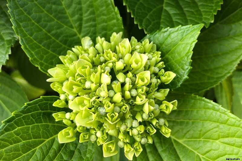 7 Reasons Why Your Hydrangea May Not Bloom
