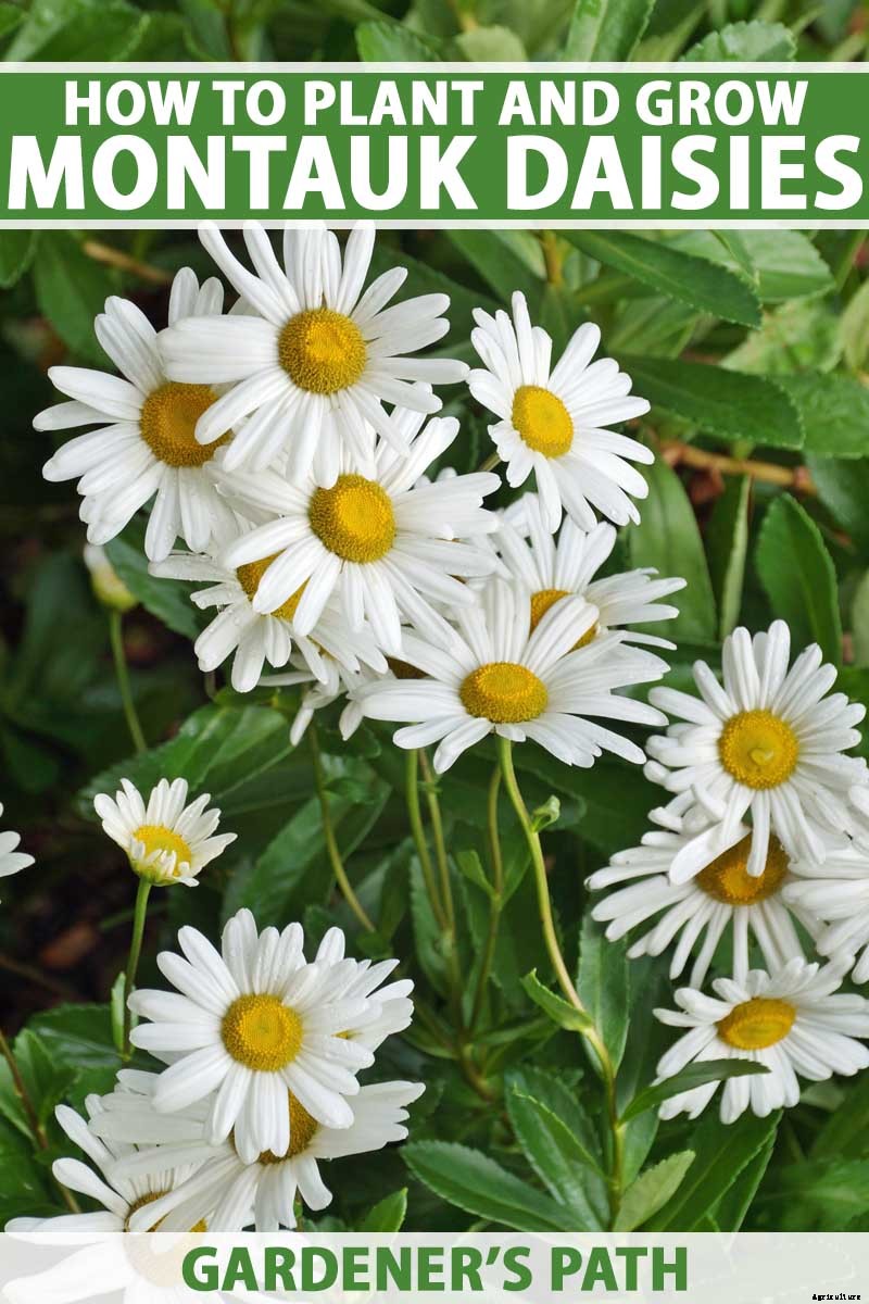 How to Plant and Grow Montauk Daisies