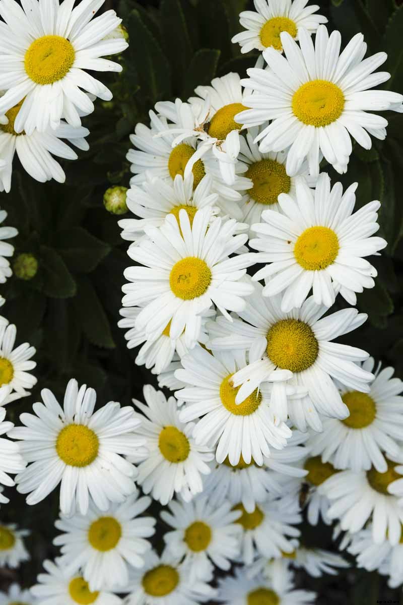 How to Plant and Grow Montauk Daisies