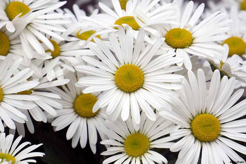 How to Plant and Grow Montauk Daisies