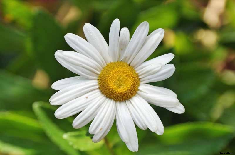 How to Plant and Grow Montauk Daisies