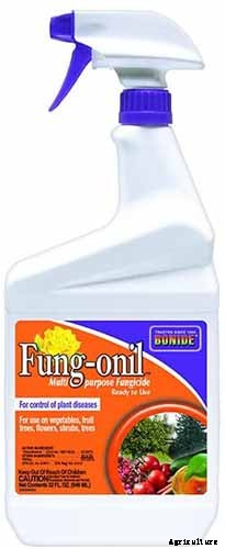 How to Plant and Grow Montauk Daisies