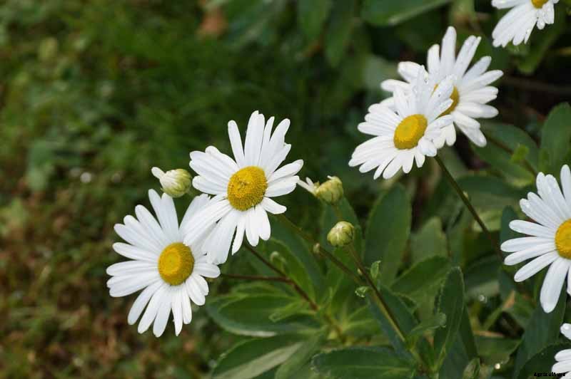 How to Plant and Grow Montauk Daisies
