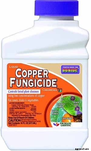 How to Plant and Grow Montauk Daisies