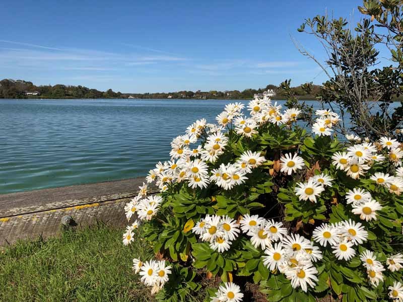 How to Plant and Grow Montauk Daisies
