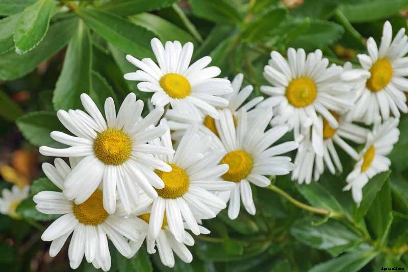 How to Plant and Grow Montauk Daisies