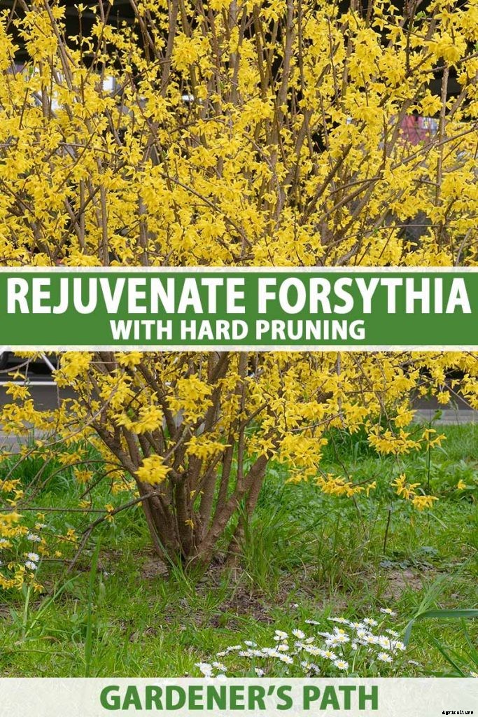 5 Reasons to Rejuvenate Forsythia with Hard Pruning