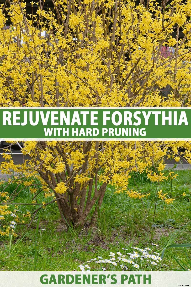 5 Reasons to Rejuvenate Forsythia with Hard Pruning