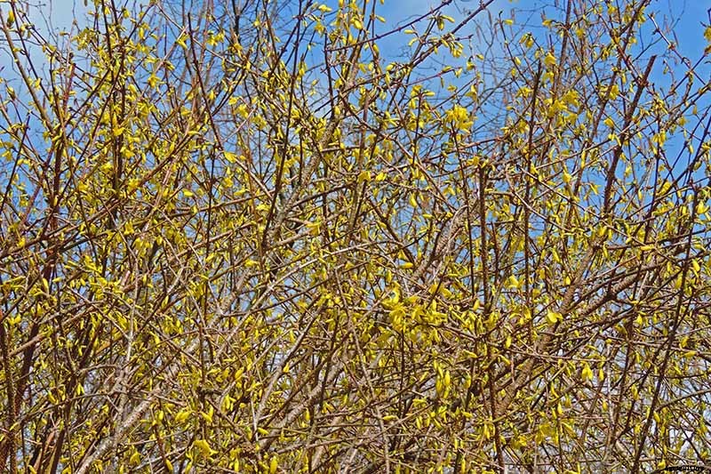 5 Reasons to Rejuvenate Forsythia with Hard Pruning