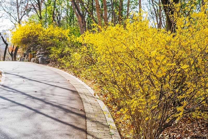 5 Reasons to Rejuvenate Forsythia with Hard Pruning