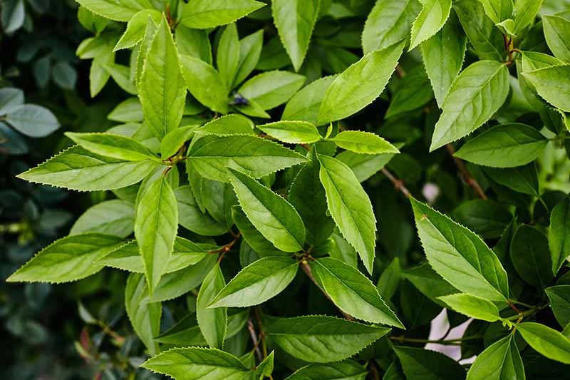 5 Reasons to Rejuvenate Forsythia with Hard Pruning