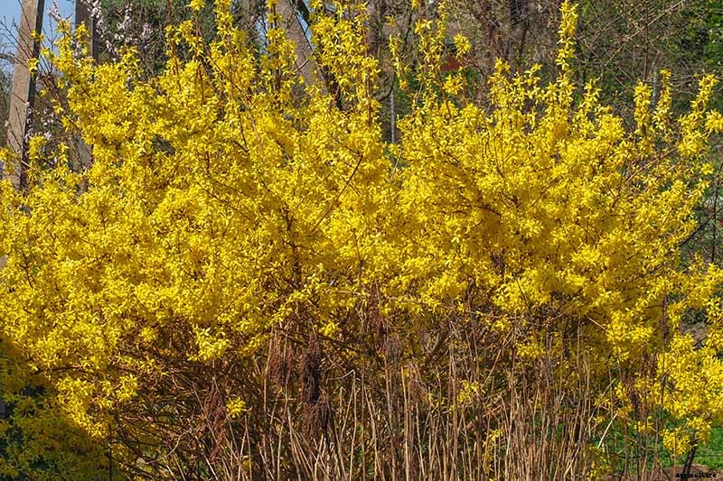 5 Reasons to Rejuvenate Forsythia with Hard Pruning