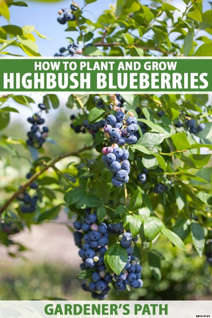 Tips for Growing Highbush Blueberries in Your Garden