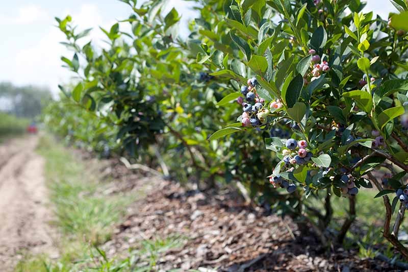 Tips for Growing Highbush Blueberries in Your Garden