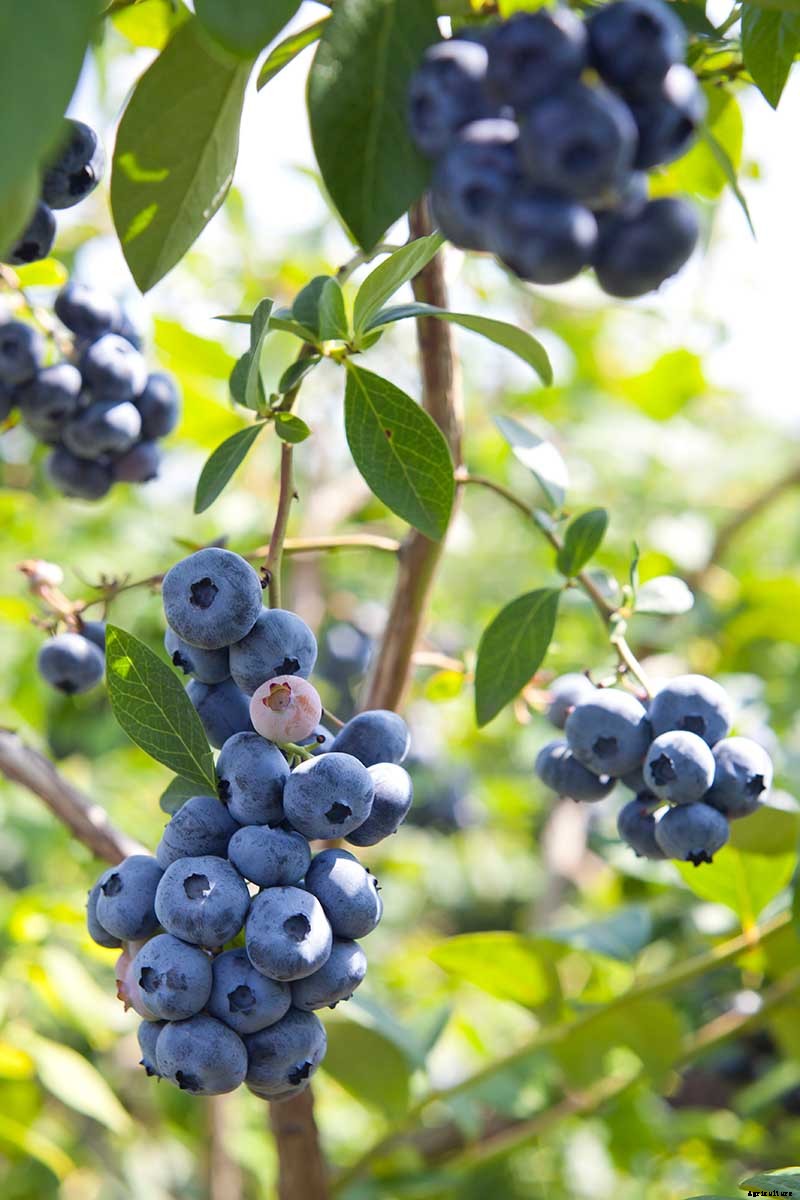 Tips for Growing Highbush Blueberries in Your Garden