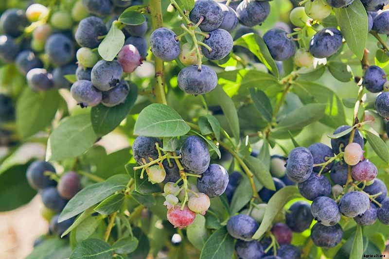 Tips for Growing Highbush Blueberries in Your Garden