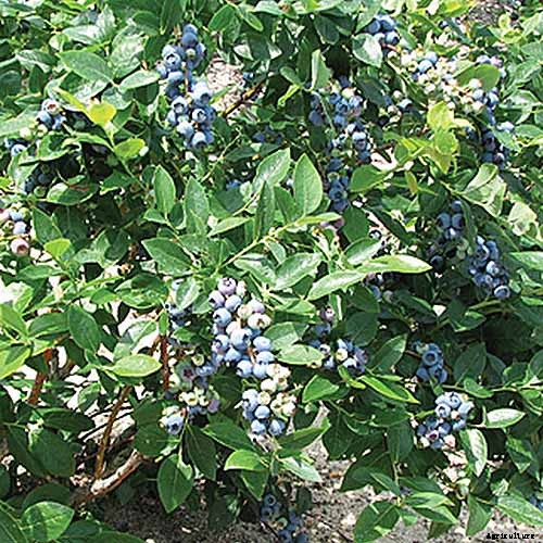 Tips for Growing Highbush Blueberries in Your Garden