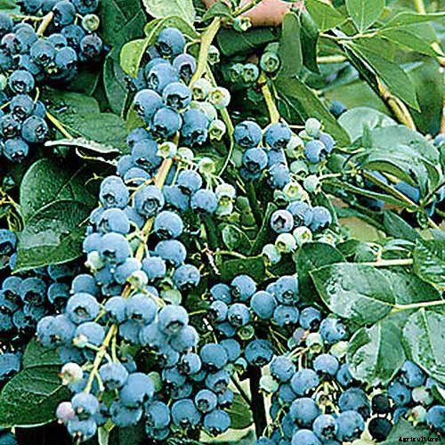 Tips for Growing Highbush Blueberries in Your Garden