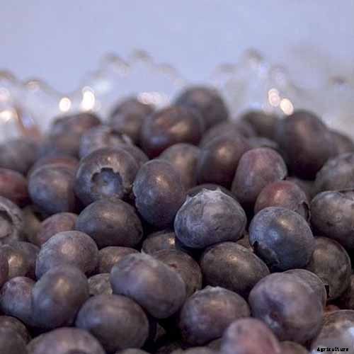 Tips for Growing Highbush Blueberries in Your Garden