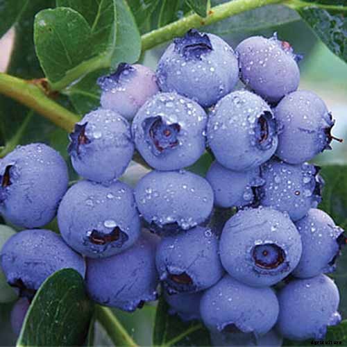 Tips for Growing Highbush Blueberries in Your Garden