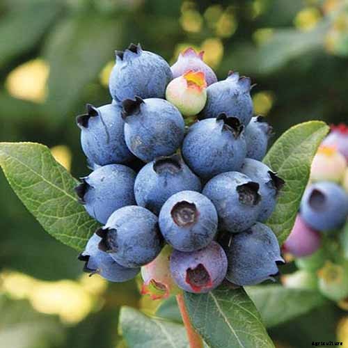Tips for Growing Highbush Blueberries in Your Garden