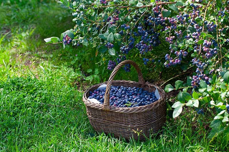 Tips for Growing Highbush Blueberries in Your Garden