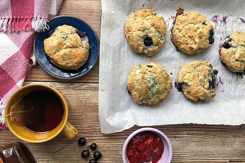 Tips for Growing Highbush Blueberries in Your Garden