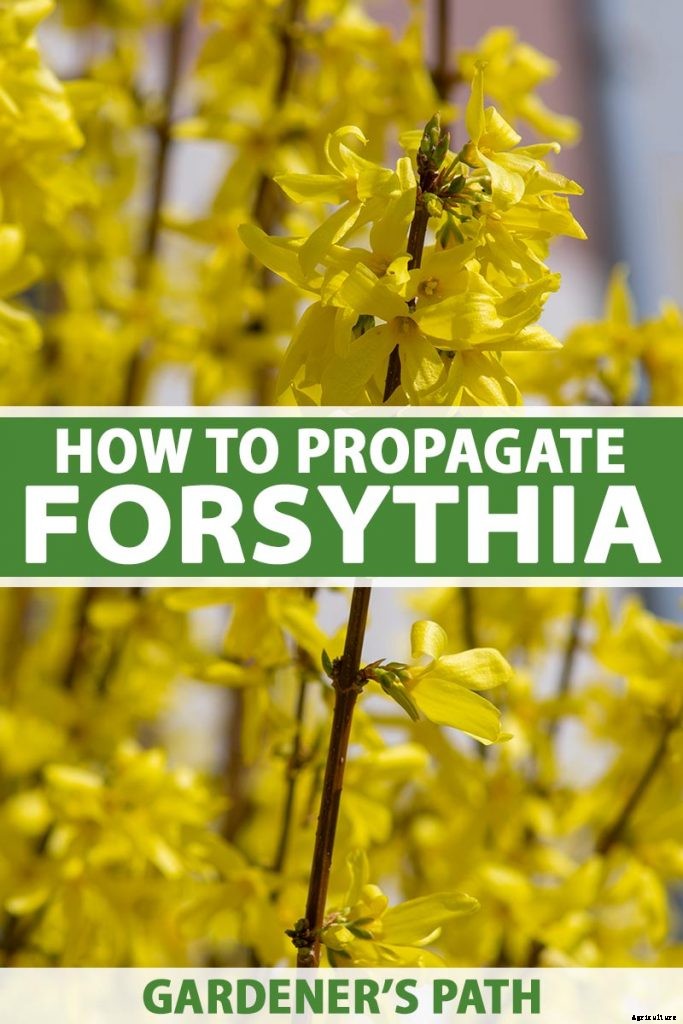5 Ways to Propagate Your Own Forsythia