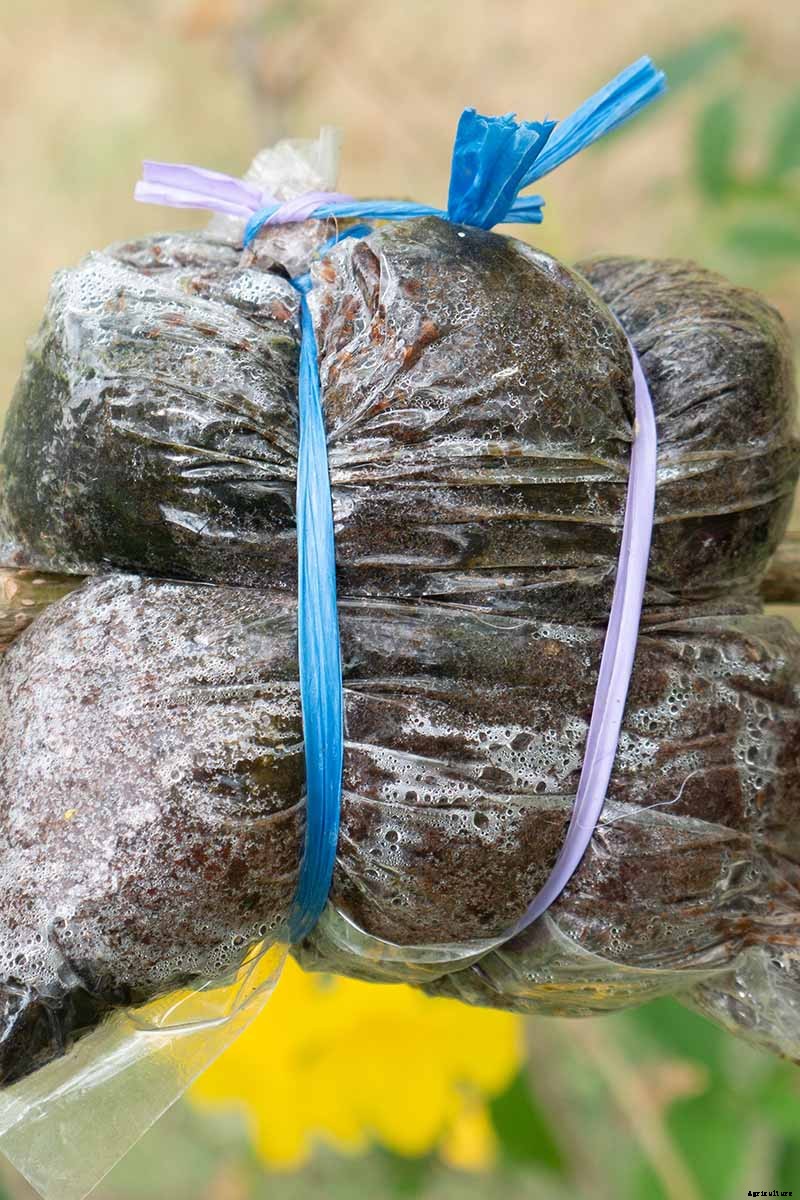 5 Ways to Propagate Your Own Forsythia